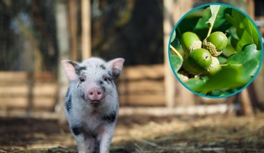 Zaangażowali świnie do zwalczania gatunku inwazyjnego. "Powrót do średniowiecza"