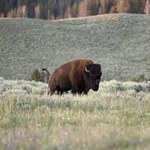 Zaatakował bizona w Yellowstone. Gorzko tego pożałował
