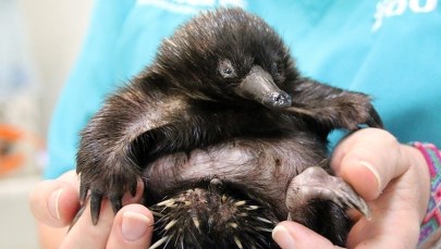 Zaatakowały ją… kurczaki. Mała kolczatka dochodzi do siebie w zoo