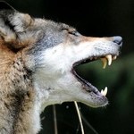 Zaatakowana przez wilka 56-latka zabiła go siekierą
