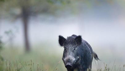 ​Zaatakowany przez dzika chłopiec jest w stabilnym stanie. "Wygląda na to, że będzie chodził"