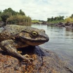Żaba gigant rośnie do rozmiarów domowego kota. To fenomen natury