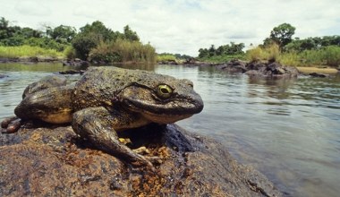 Żaba gigant rośnie do rozmiarów domowego kota. To fenomen natury
