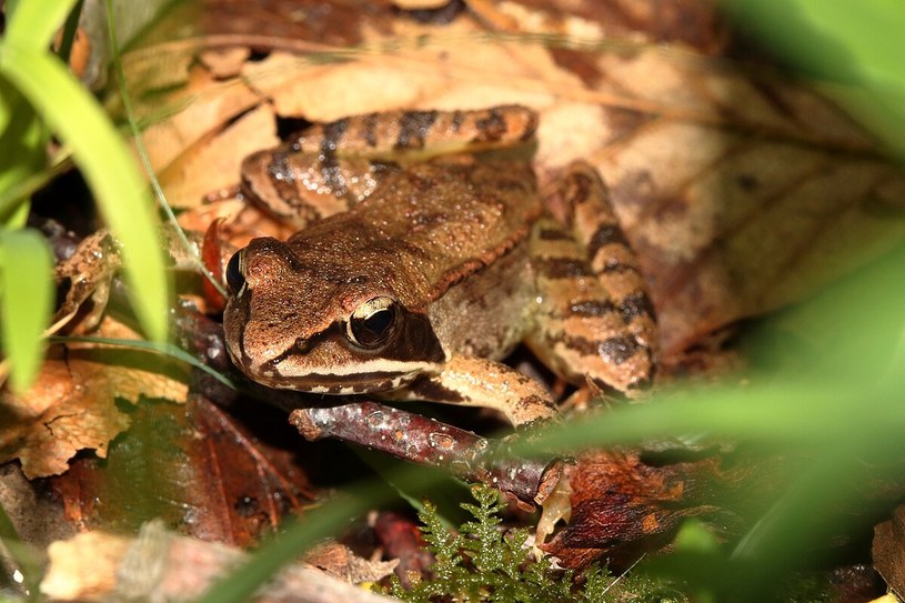 Żaba leśna - amerykańska mistrzyni przetrwania. Tu sfotografowana w stanie Pensylwania /Riley Stanton /Wikimedia