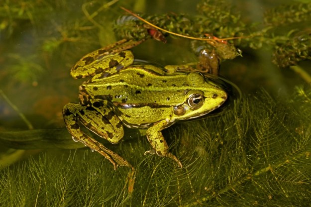 Żaba wodna /Shutterstock