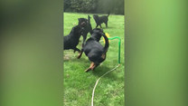 Zabawa na całego. Rottweilery odkryły w ogrodzie nową zabawkę