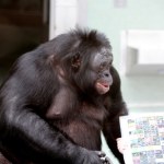 Zabawa na niby. Słynny szympans bonobo pierwszy udowodnił jej zrozumienie