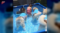 Zabawa w basenie. Takich atrakcji psy się nie spodziewały