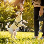 Zabawa zabawie nie jest równa. Behawiorystka szczerze o aktywności z psem