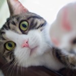 edukacja Zabawne koty z internetu wcale nie bawią się dobrze. Tak okazują duży stres