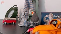 Zabawne podśpiewywanie papugi