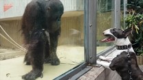 Zabawne spotkanie bulteriera z szympansem