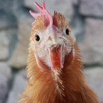 Zabawny quiz przyrodniczy. Co wiesz o nielotach?