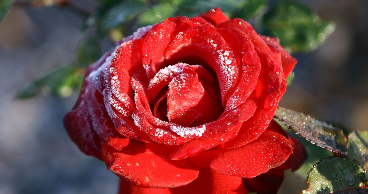 Zabezpiecz sadzonki róż przed mrozem, zanim będzie za późno /123RF/PICSEL