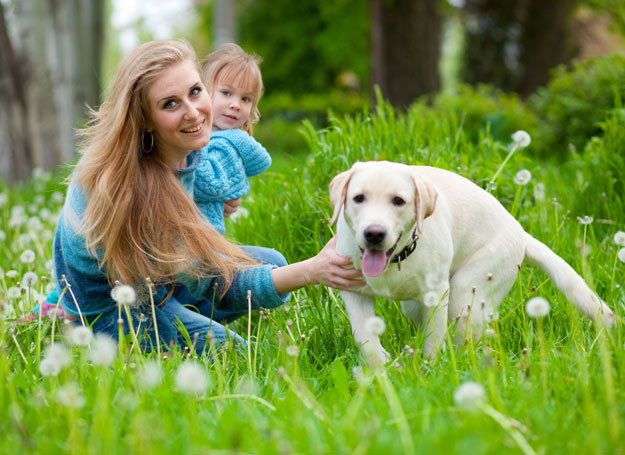 Zabezpieczając swojego zwierzaka przed kleszczami, zmniejszasz ryzyko zakażenia u swojego dziecka /123RF/PICSEL