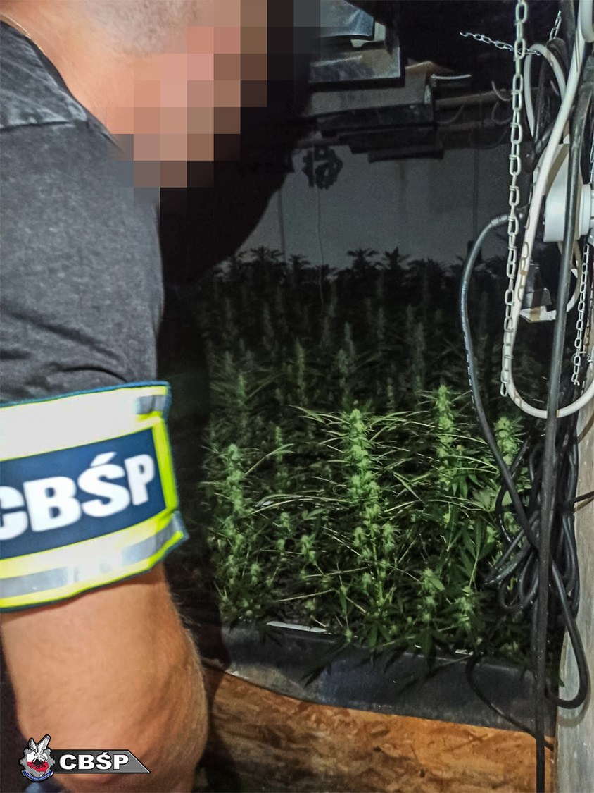 Zabezpieczono 442 krzaki konopi w końcowej fazie wzrostu /CBŚP