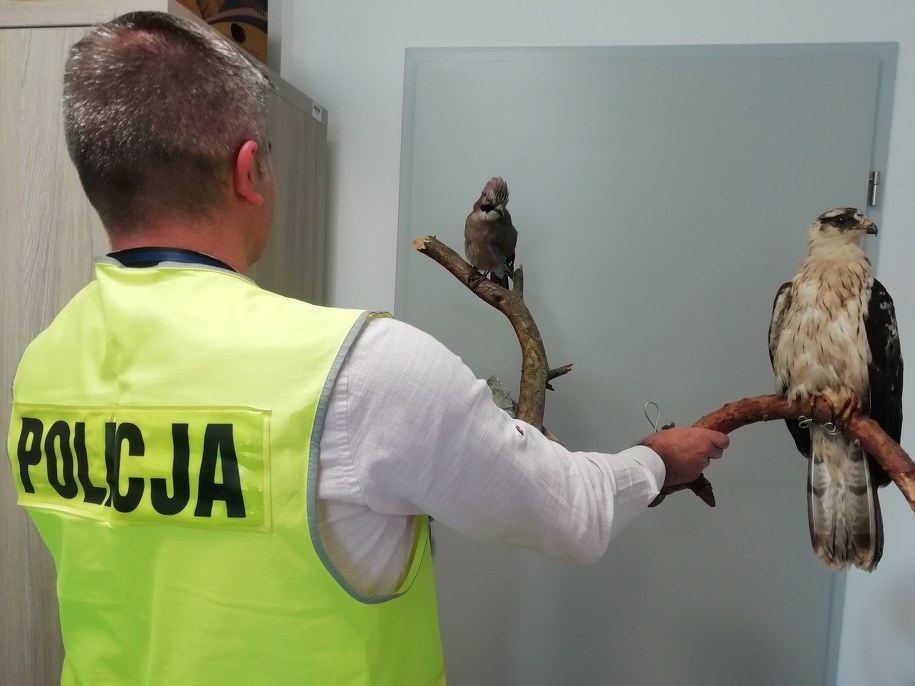 Zabezpieczono ptaki z rodziny jastrzębiowatych i puszczykowatych /Podkarpacka Policja /Materiały prasowe