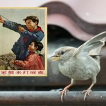 Zabić wróbla. Absurdalna wojna z ptakami doprowadziła Chiny do głodu i kanibalizmu