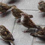 Zabić wróbla. Wojna z ptakami doprowadziła Chiny do głodu