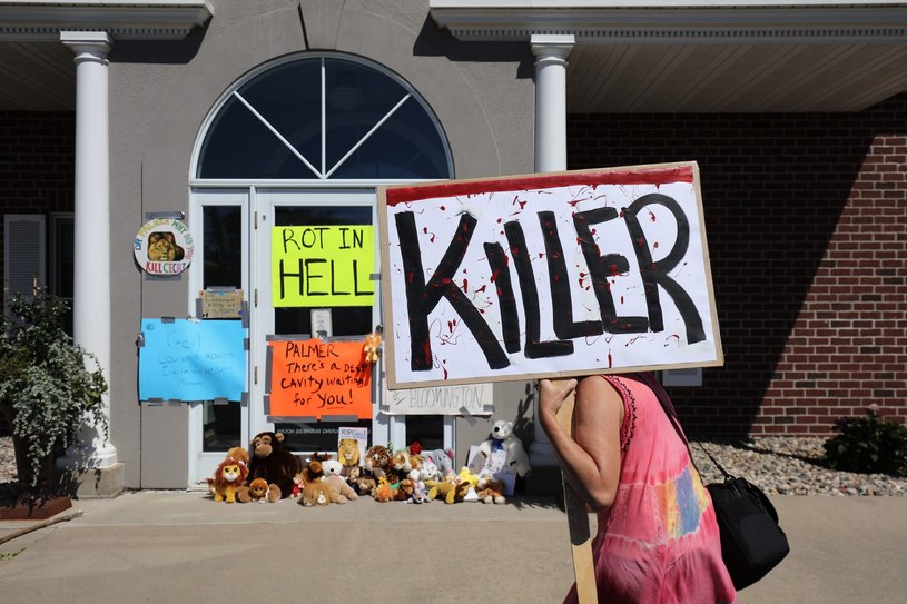 Zabicie lwa Cecila wywołało falę oburzenia wśród Amerykanów /GETTY IMAGES NORTH AMERICA Adam Bettcher /AFP