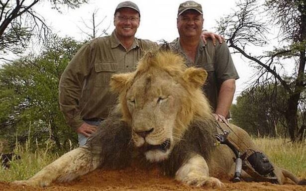 Zabicie lwa Cecila wywołało falę oburzenia /Twitter