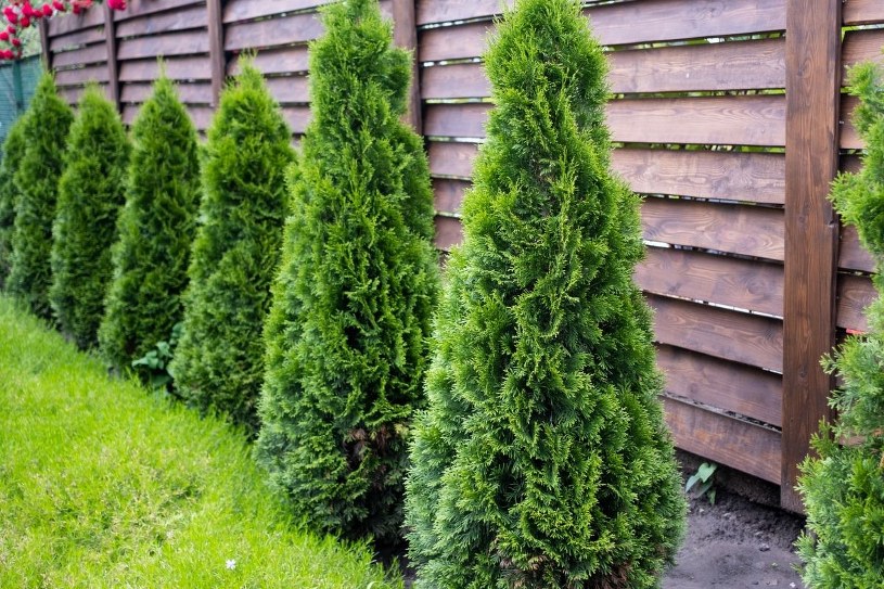 Zabiegi, które jesienią szkodzą tujom. Unikaj za wszelką cenę
