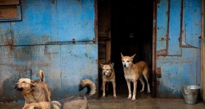 Zabijają nawet psy. Rosyjski dron uderzył w schronisko w Zaporożu