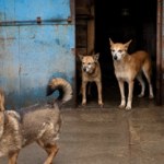 Zabijają nawet psy. Rosyjski dron uderzył w schronisko w Zaporożu