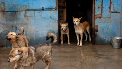 Zabijają nawet psy. Rosyjski dron uderzył w schronisko w Zaporożu