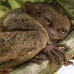 Zabijali je z powodu upiornego wyglądu. Teraz robią z nimi gadżety