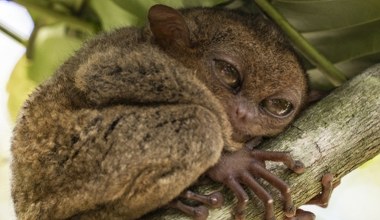 Zabijali je z powodu upiornego wyglądu. Teraz robią z nimi gadżety