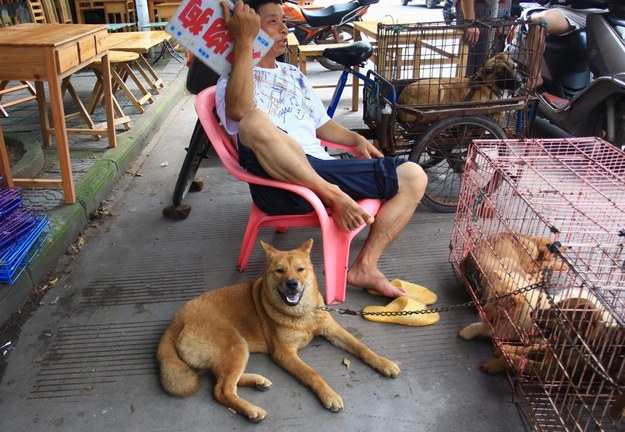 Zabijanie psów w celach konsumpcyjnych jest na Filipinach zabronione /LI KE   /PAP/EPA