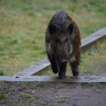 Zabili dziki i wrzucili do koszy na śmieci. Szokujące sceny w Warszawie