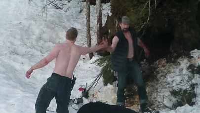 Zabili śpiącą w gawrze niedźwiedzicę z młodymi. Potem przybili sobie piątkę