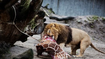 Zabili żyrafę na oczach dzieci. Nie będzie konsekwencji