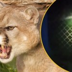 Zabite dziesiątki świń, kaczek i gęsi. Drapieżnik sieje postrach