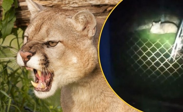 Zabite dziesiątki świń, kaczek i gęsi. Drapieżnik sieje postrach