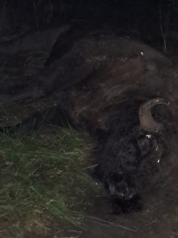 Zabitego żubra znaleźli pracownicy RDLP w Pile. /Marcin Grzegorzek/ZTP /