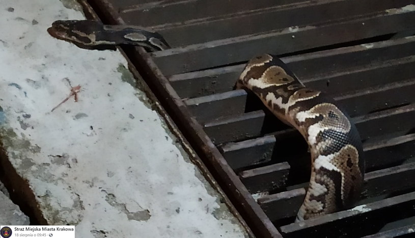 "Zabłąkane" gady to często efekt nieodpowiedzialności hodowców lub właścicieli sklepów zoologicznych /materiał zewnętrzny