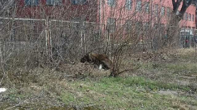 Zabłąkany łoś /Straż Miejska