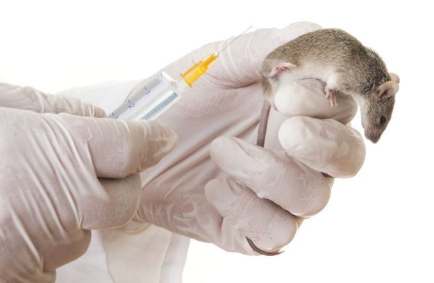 Zablokowanie aktywności genu mTOR wydłużyło życie myszy o 20 proc. /123RF/PICSEL