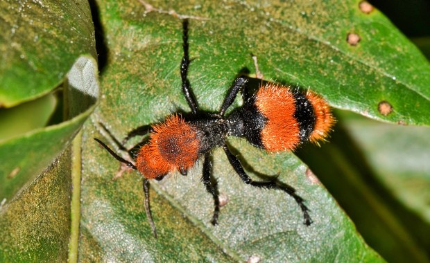 "Zabójca krów". Jad tej osy może powalić z bólu