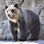 Zabójcze ataki niedźwiedzi. Dwie osoby nie żyją