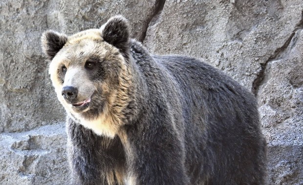 Zabójcze ataki niedźwiedzi. Dwie osoby nie żyją