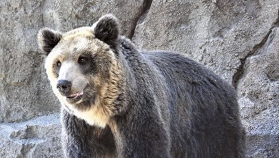 Zabójcze ataki niedźwiedzi. Dwie osoby nie żyją
