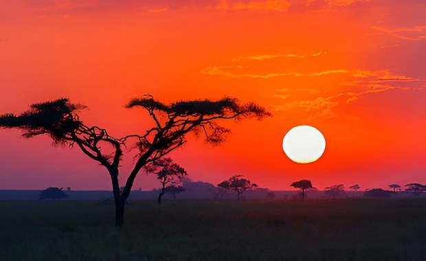 Zabójcze grzyby doprowadzają do wymierania całych gatunków na Ziemi