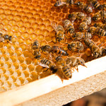 Zabójcze pszczoły naprawdę istnieją