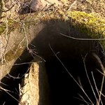 Zabójcze pułapki dla zwierząt w Polsce. Pola i lasy są ich pełne