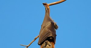 Zabójczy wirus z Azji. Kolejne kraje wprowadzają kontrole na lotniskach