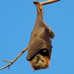 wirus Nipah Zabójczy wirus z Azji. Kolejne kraje wprowadzają kontrole na lotniskach